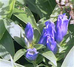 �����h�E�P