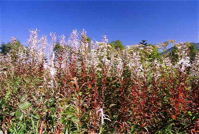 ���i�M�����P