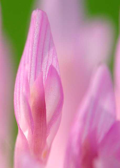 �A�J�c���N�T