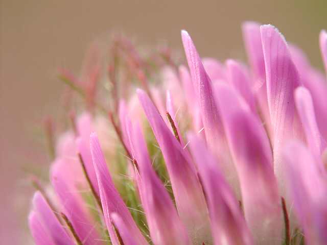 �A�J�c���N�T