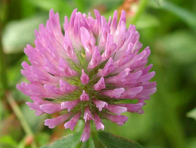 �A�J�c���N�T